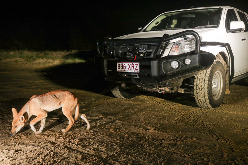 BRUSH BAR TO SUIT NP300/DMAX/MQ/RANGER